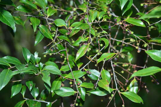 Image of sea bilberry