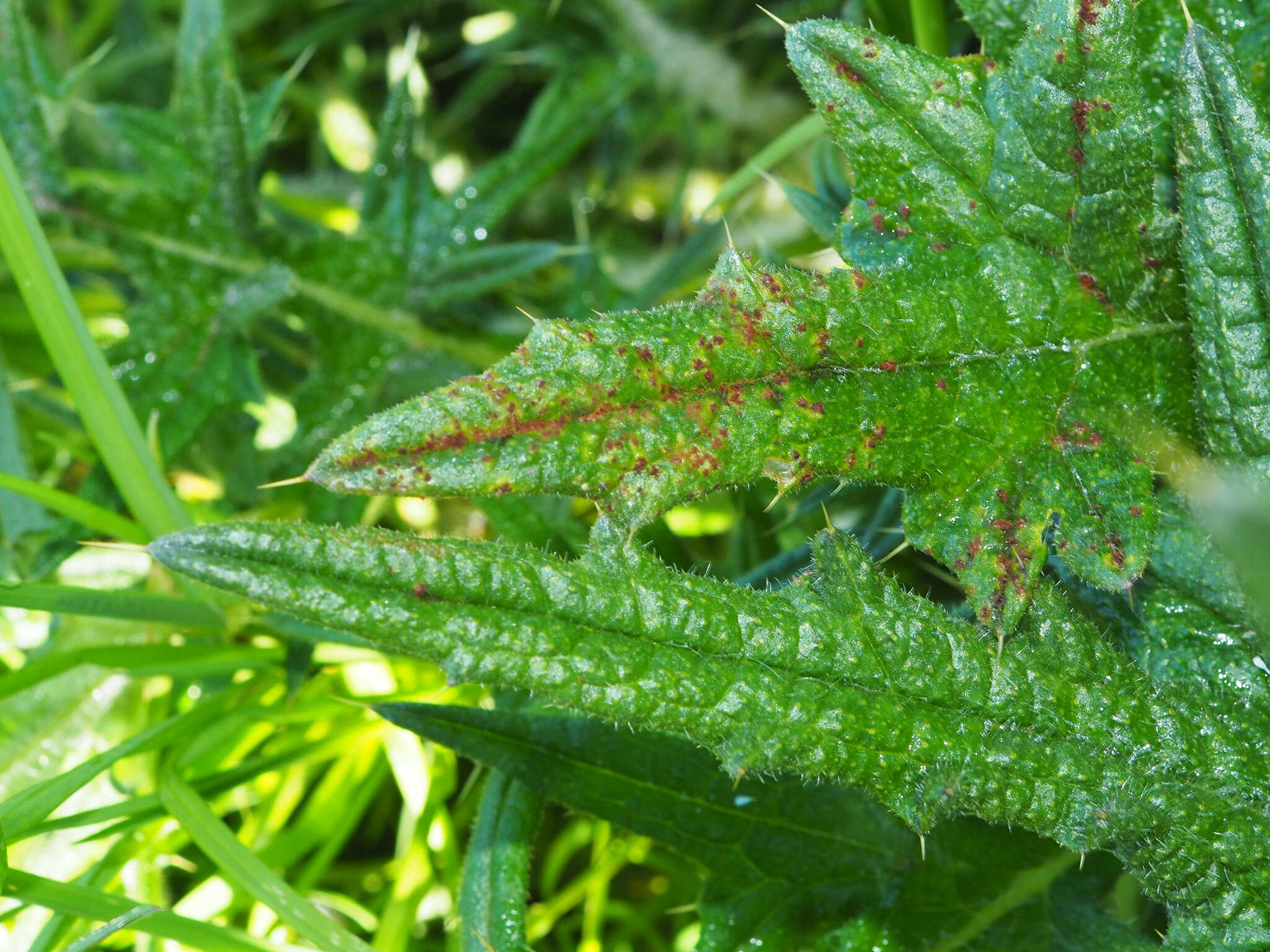 Imagem de Puccinia cnici H. Mart. 1817