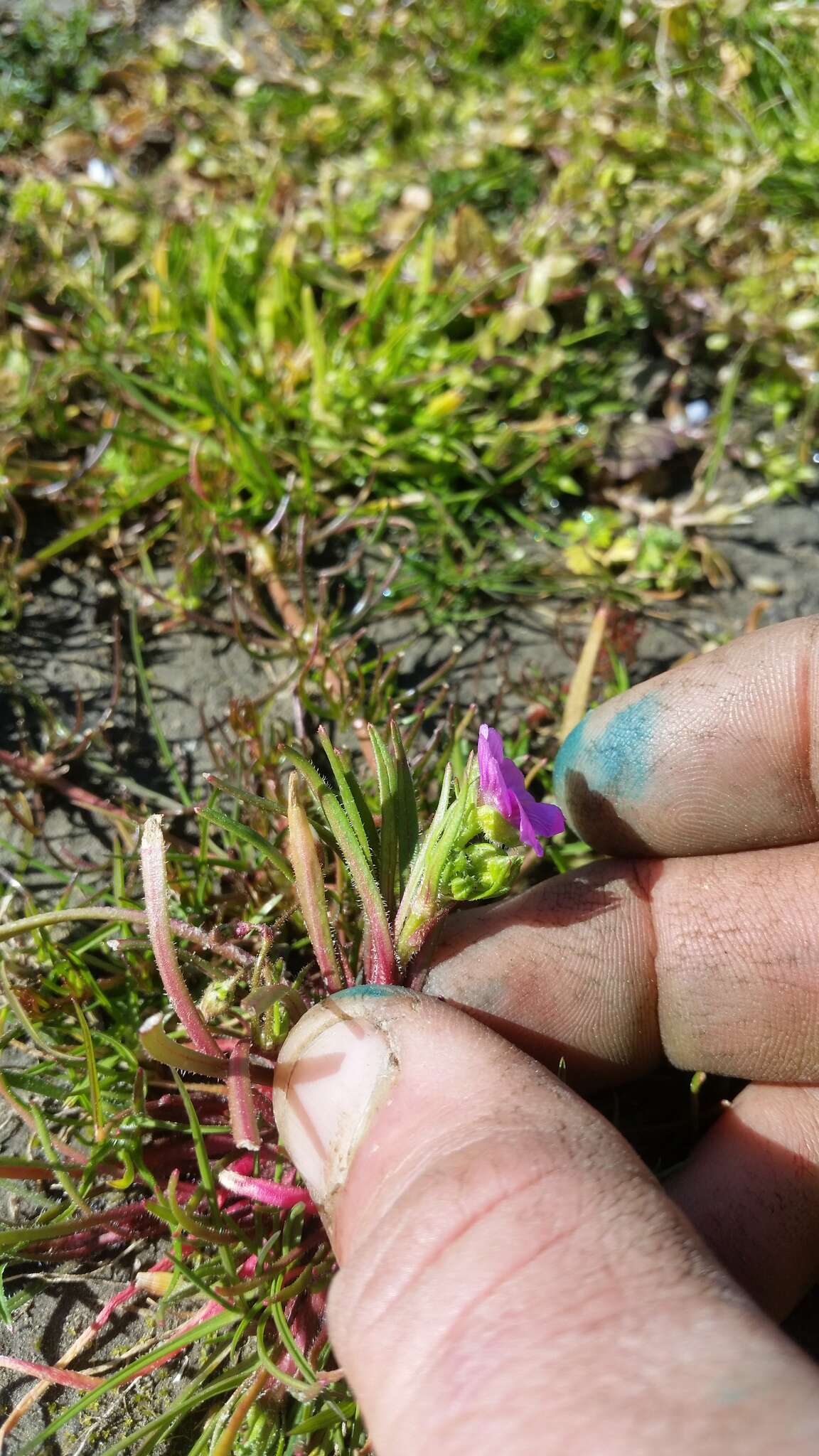 Image of Calandrinia compressa Schrad. ex DC.