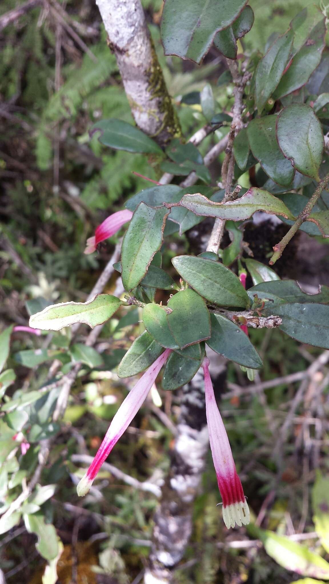 Слика од Bakerella clavata (Desr.) Balle