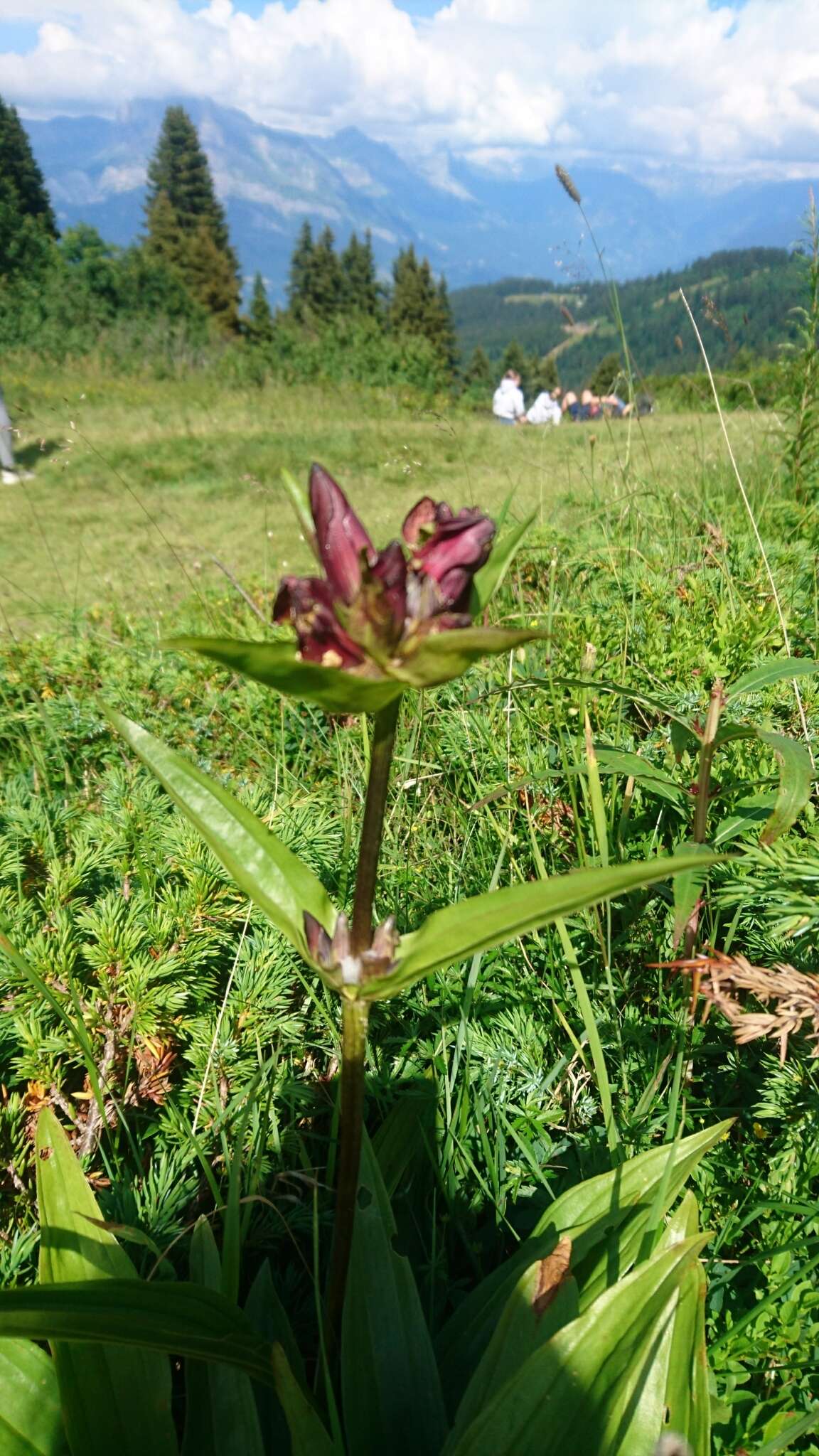 Image de Gentiane Pourpre