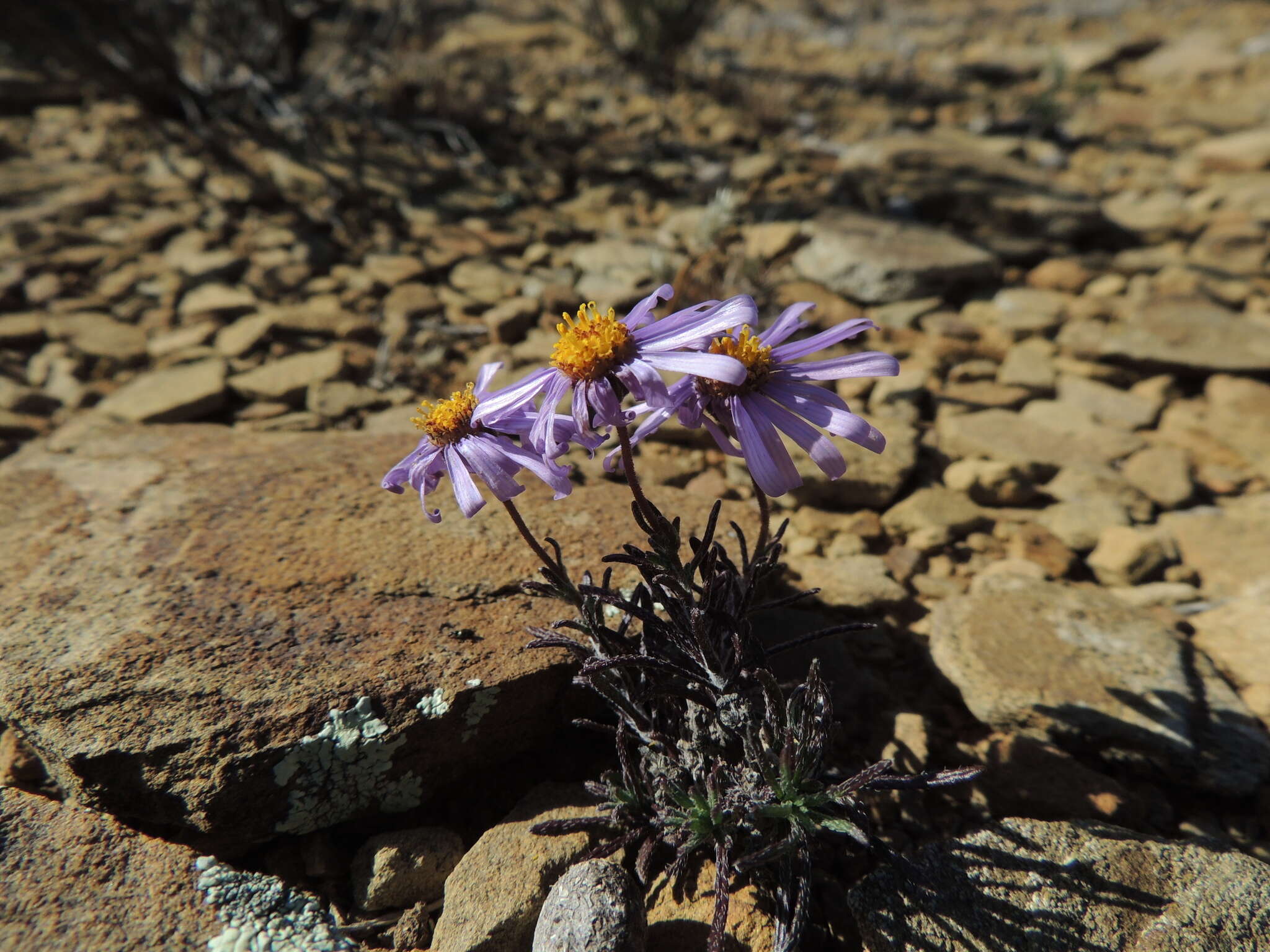 Image of Felicia clavipilosa subsp. clavipilosa