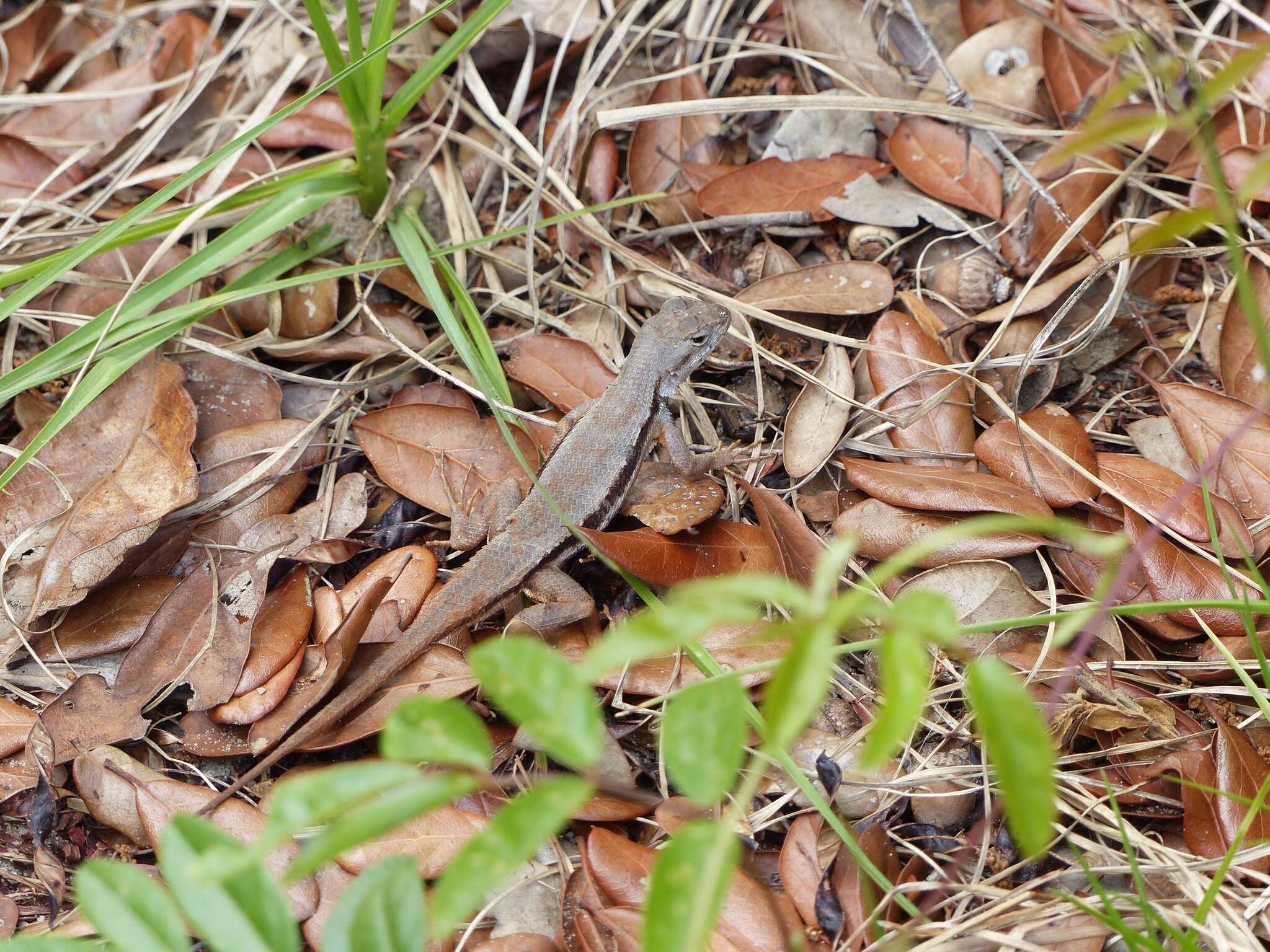 صورة Sceloporus woodi Stejneger 1918