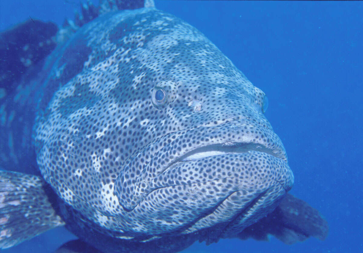 Image of Malabar Grouper