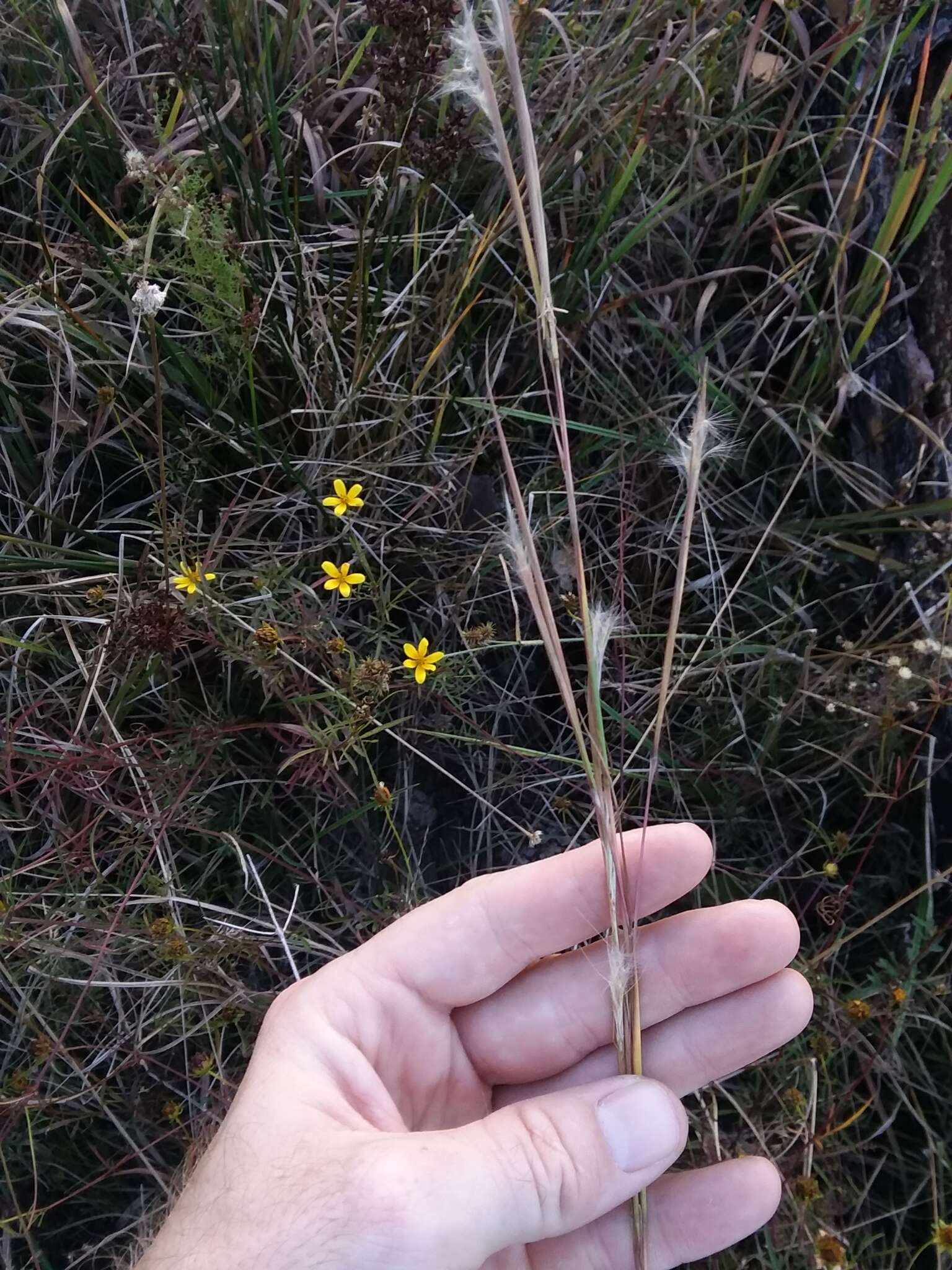 Plancia ëd Andropogon gyrans Ashe