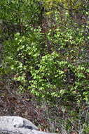 Styrax platanifolius subsp. texanus (Cory) P. W. Fritsch的圖片