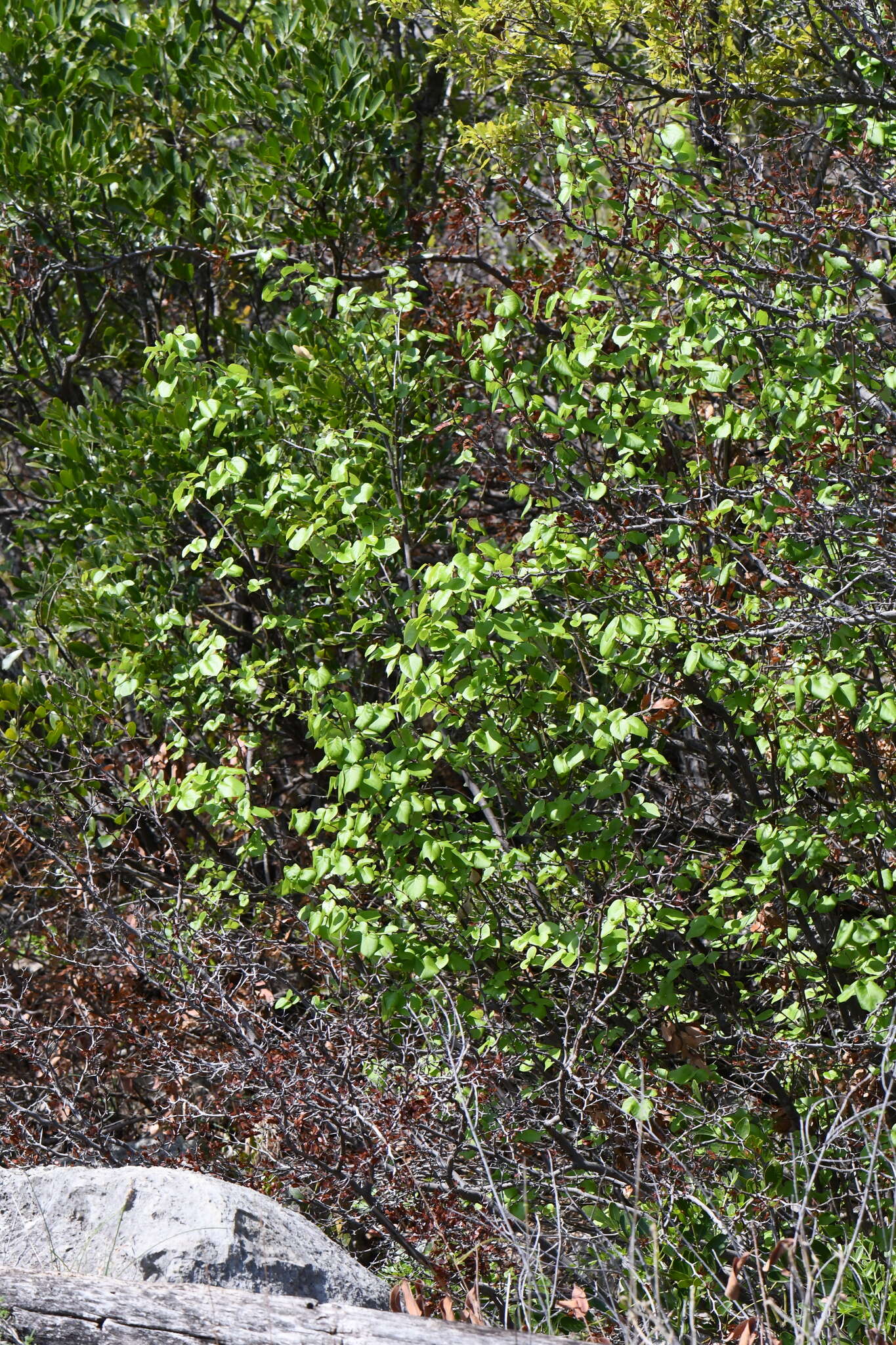 Image of Texas snowbells