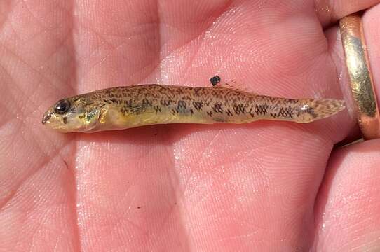 Image of Speckled Darter