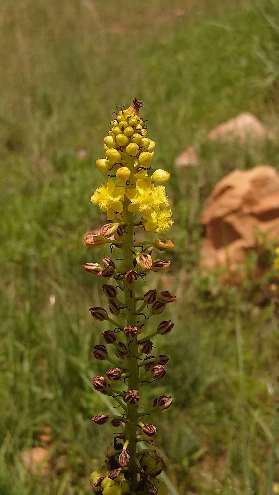 Image of Bulbine angustifolia Poelln.