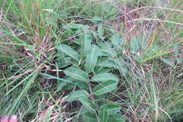 Image of Raphionacme procumbens Schltr.