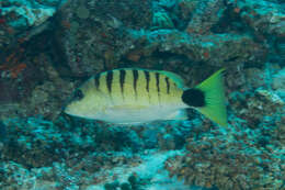 Image of Black-banded seaperch