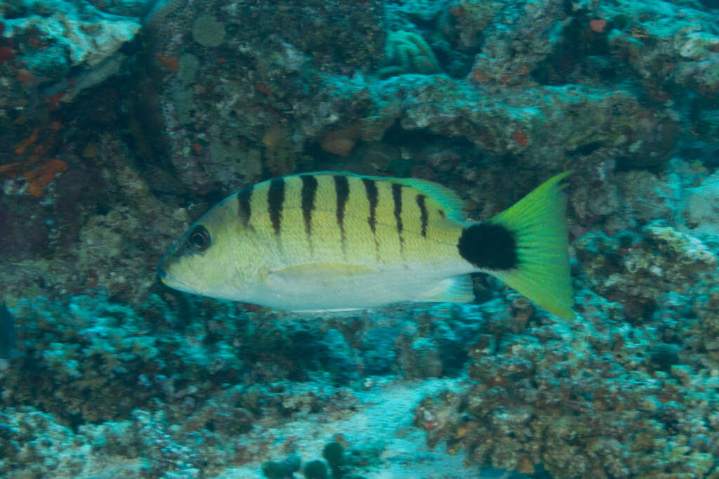 Image of Black-banded seaperch