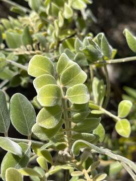 Слика од Sophora tomentosa subsp. occidentalis (L.) Brummitt