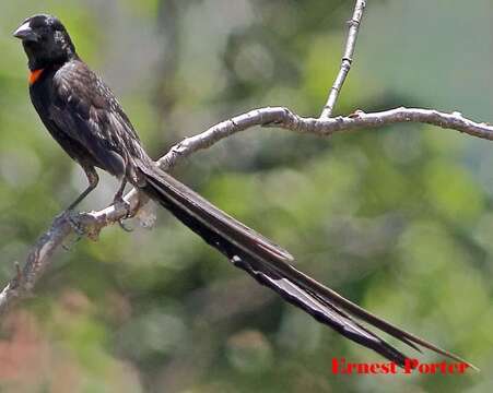 Image of Red-collared Whydah