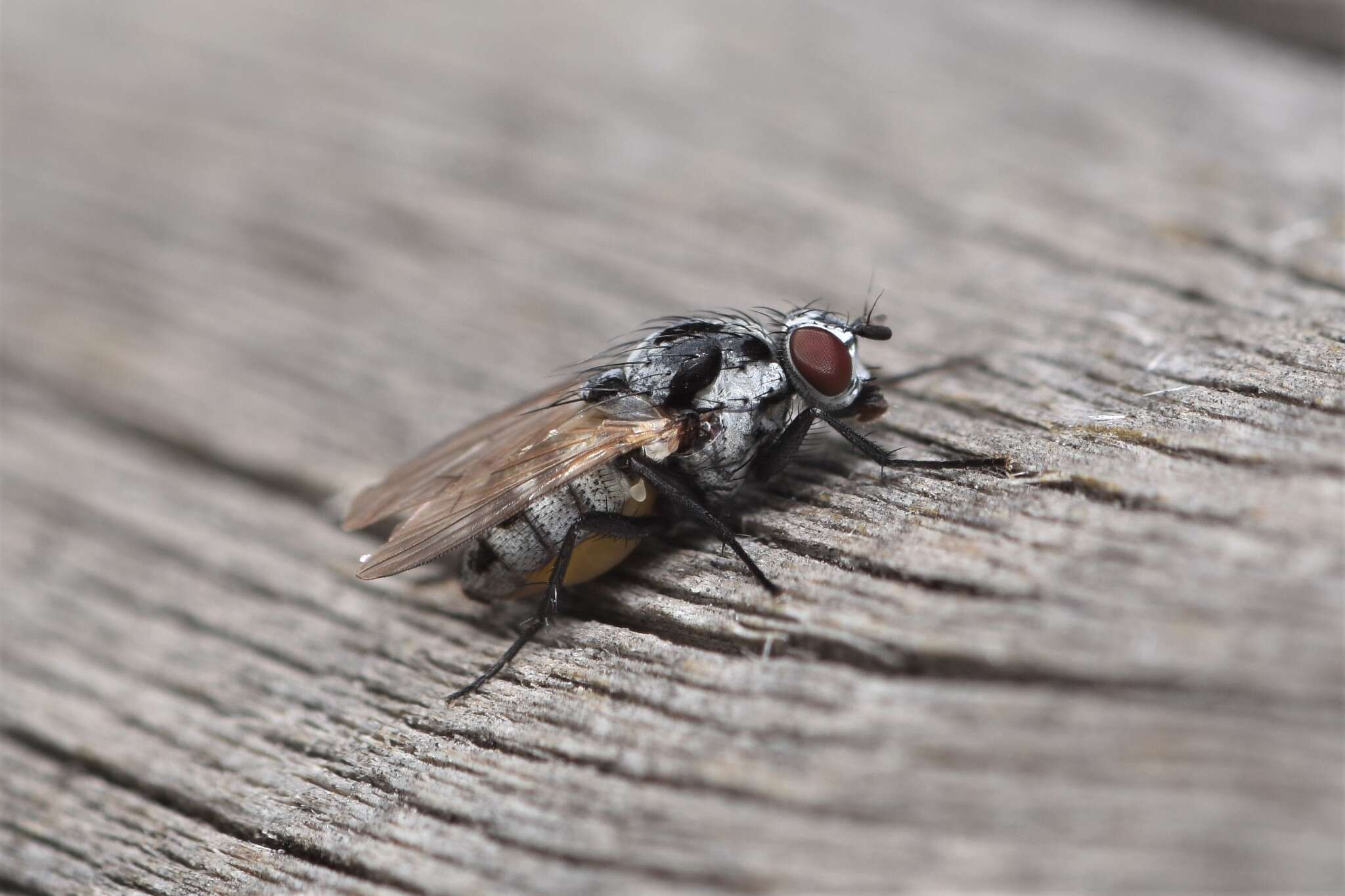 Image of Anthomyia procellaris Rondani 1866