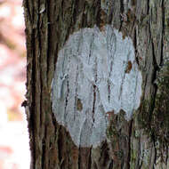 Image of blemished lichen