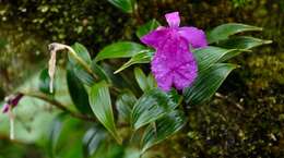 صورة Sobralia amabilis (Rchb. fil.) L. O. Williams