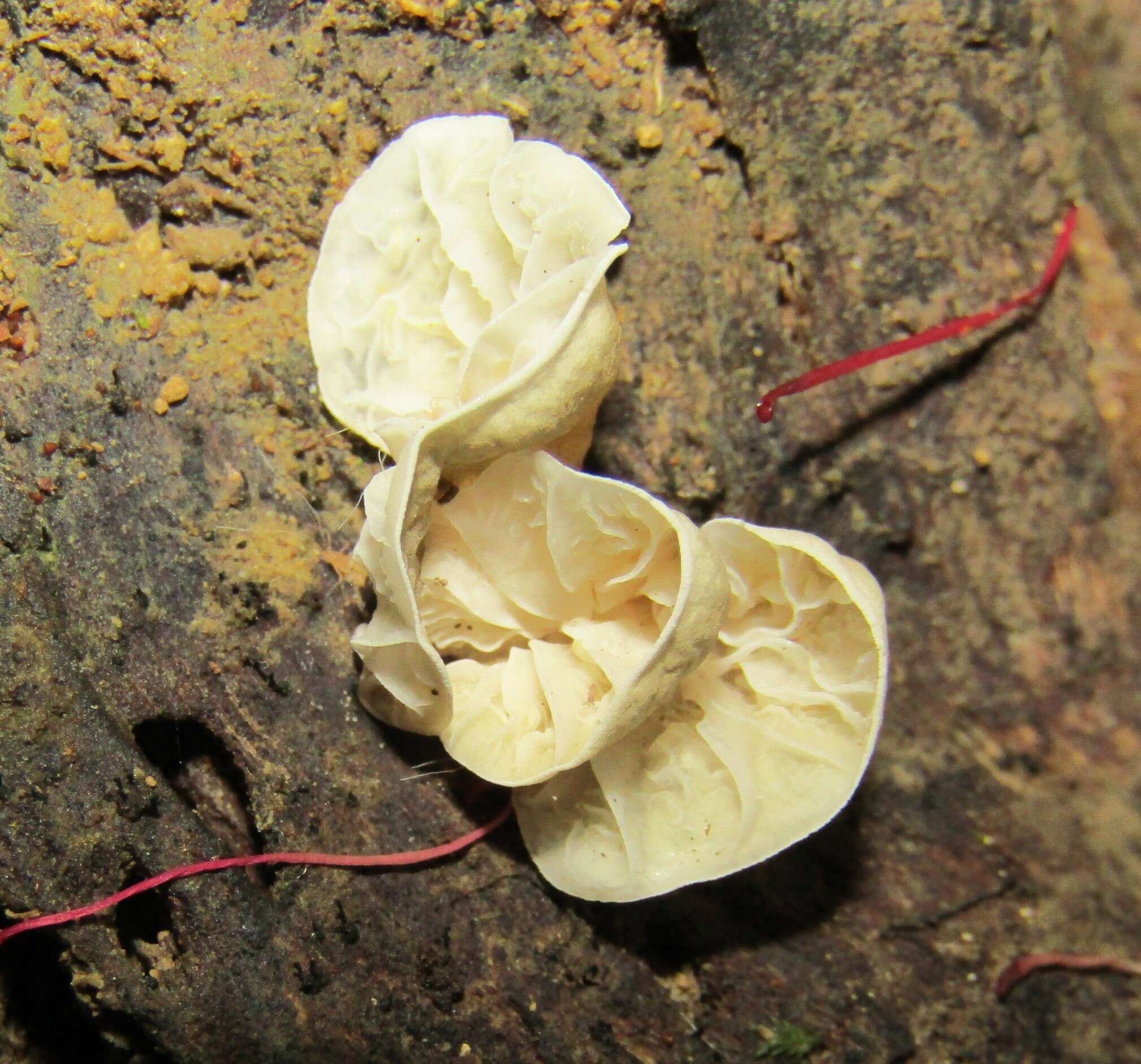 Image of Campanella tristis (G. Stev.) Segedin 1993