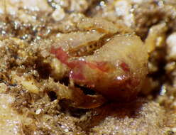 Image of dwarf teardrop crab