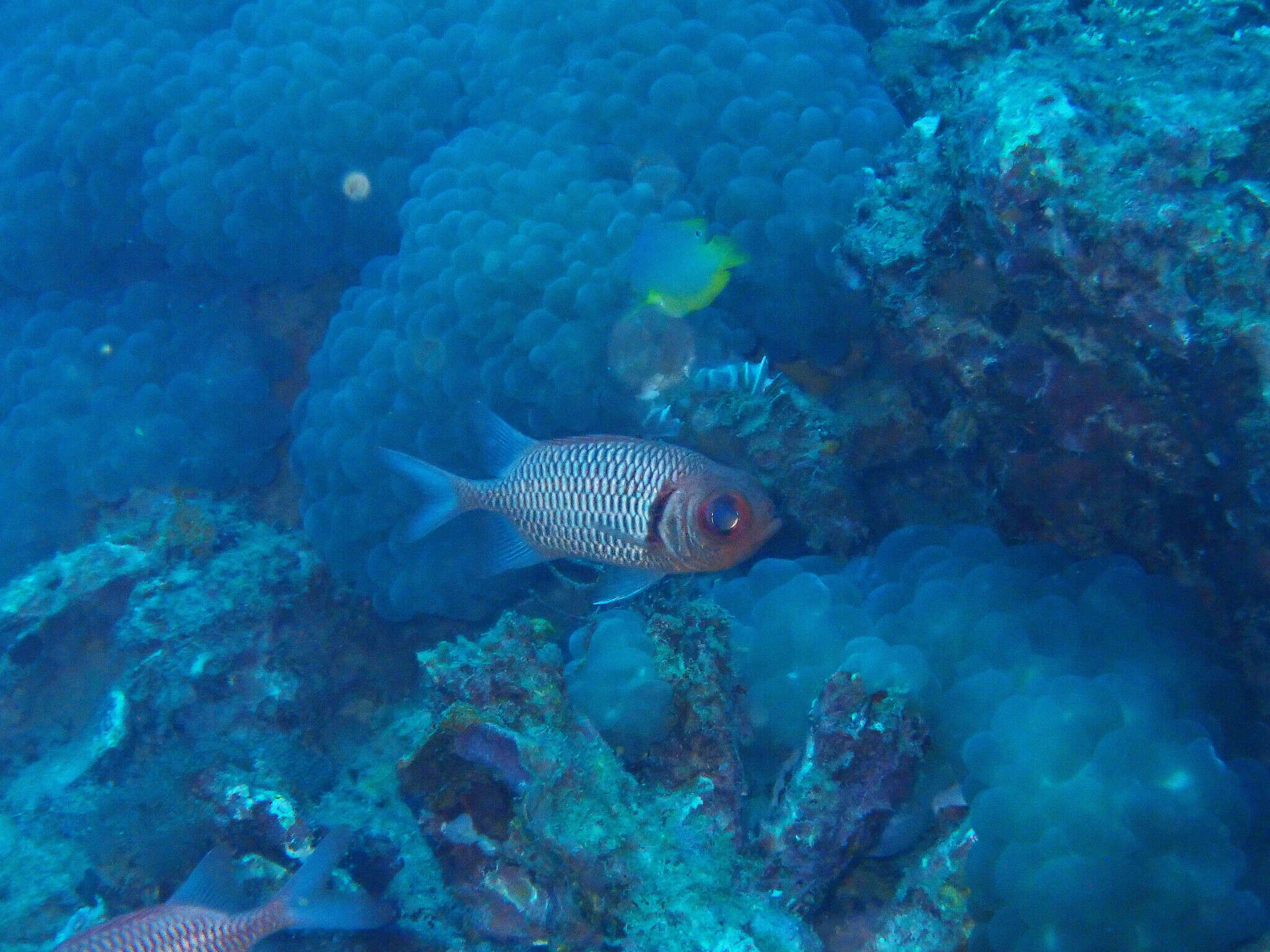 Image of Blacktip Soldierfish