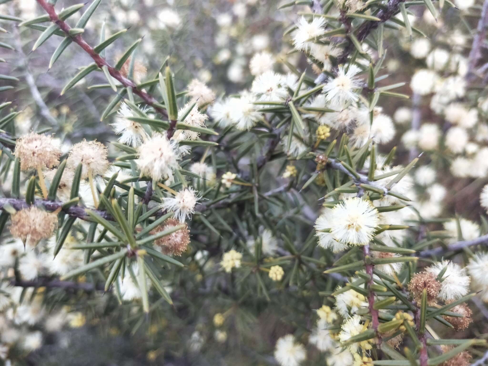 Image of juniper wattle