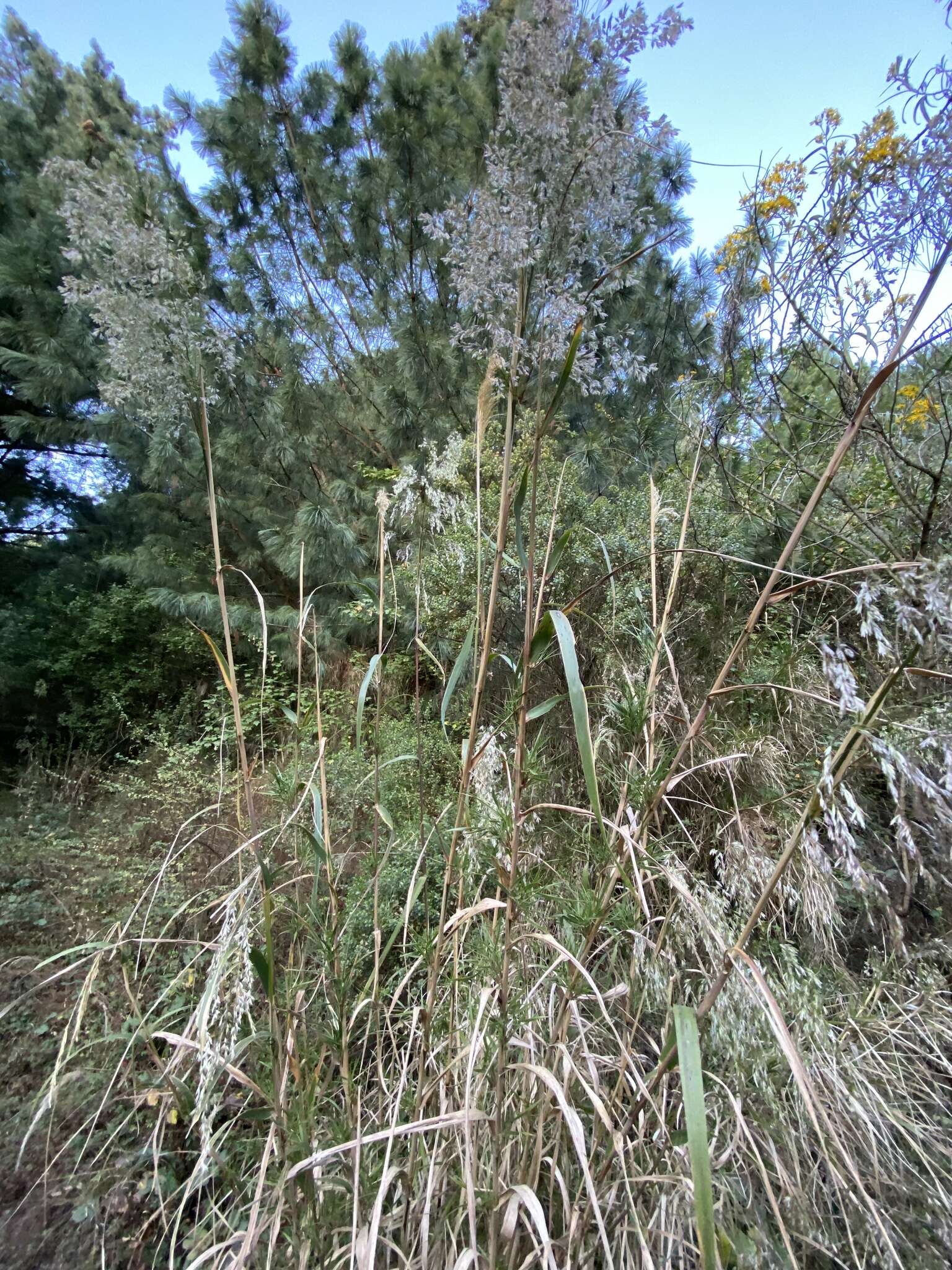 Image of Trisetum virletii E. Fourn.