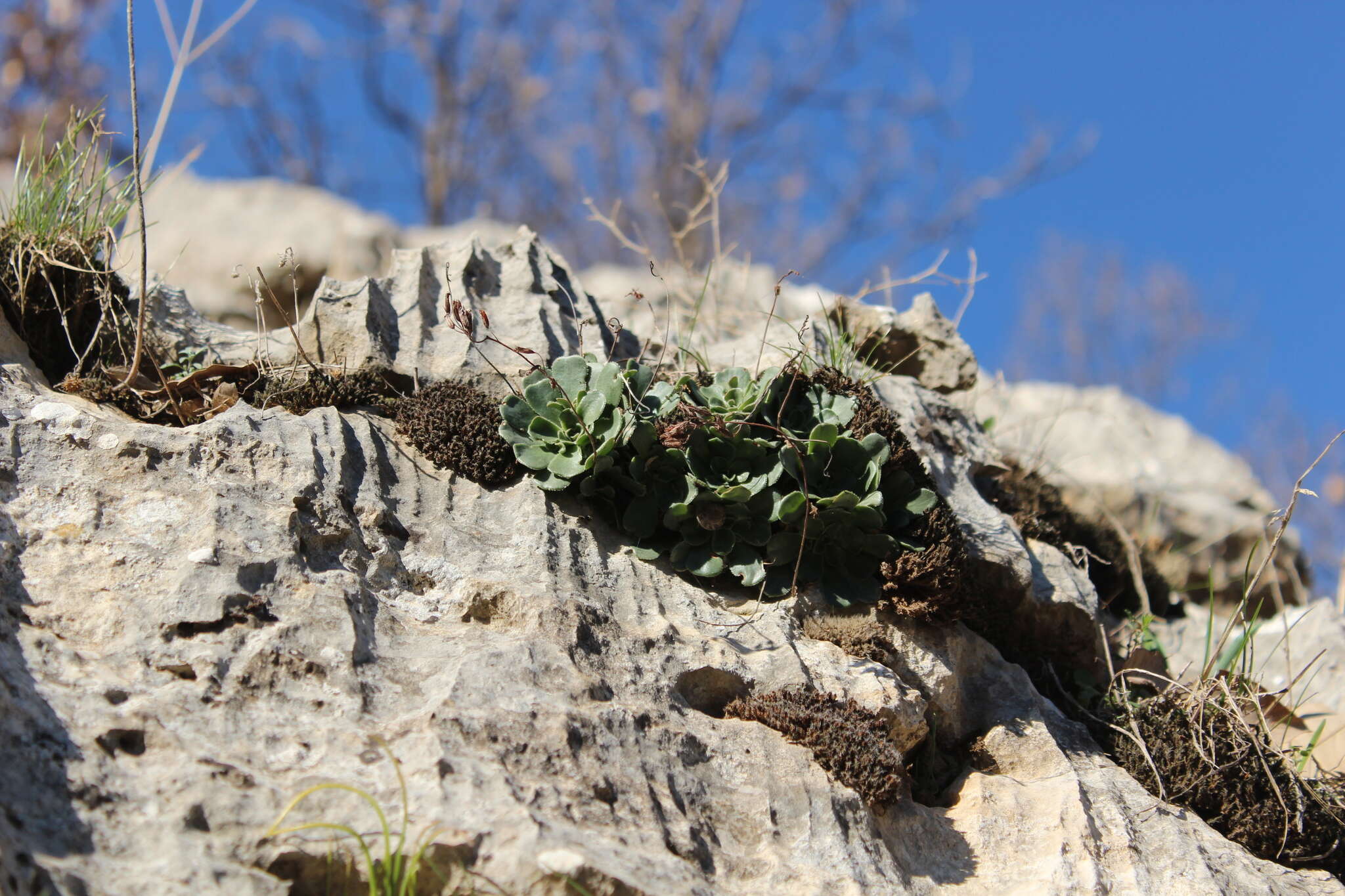 Image of Rosularia sempervivum (Bieb.) Berger