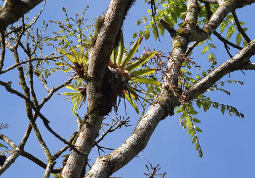 Image of Vriesea vagans (L. B. Sm.) L. B. Sm.