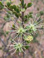 Image of Dwarf bush-cherry