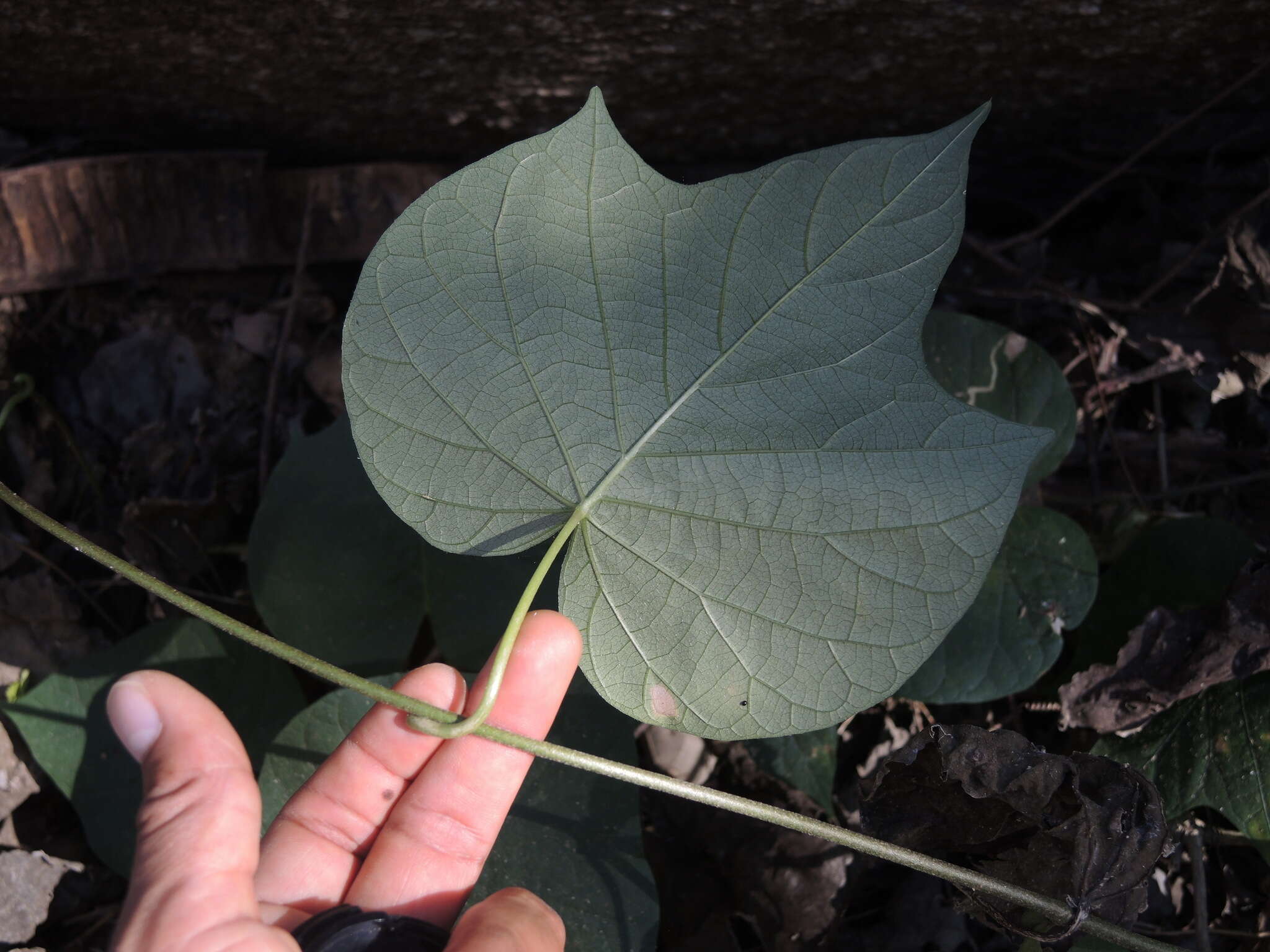 Plancia ëd Ipomoea ampullacea Fern.