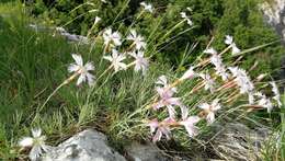 Image of feathered pink