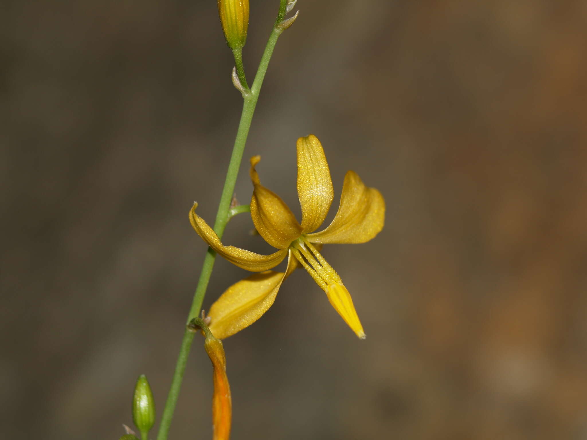 Image of reflexed craglily