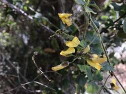 Image of Caribbean snoutbean