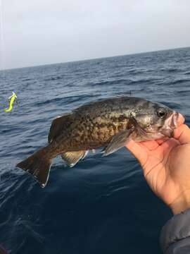 Image of Blue rockfish