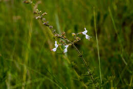 Image de Syncolostemon parviflorus E. Mey. ex Benth.