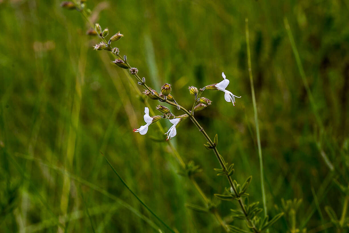 Image of Syncolostemon parviflorus E. Mey. ex Benth.