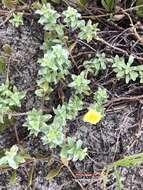 Image of seabeach evening primrose