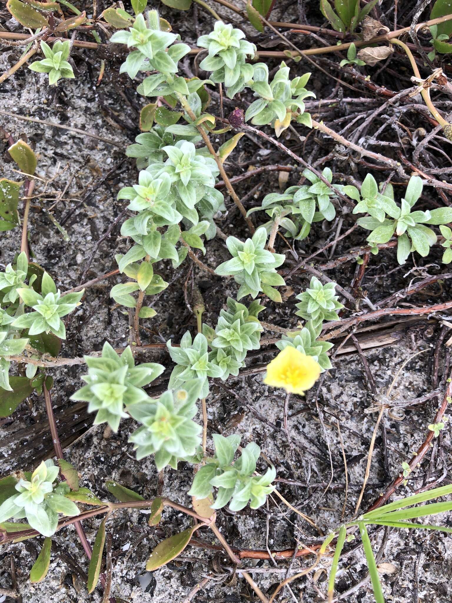 Oenothera humifusa Nutt. resmi