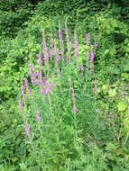 Image of Purple Loosestrife