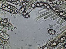 Imagem de Pachyella celtica (Boud.) Häffner 1993