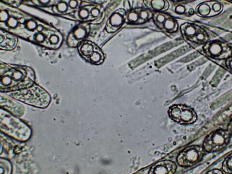 Plancia ëd Pachyella celtica (Boud.) Häffner 1993