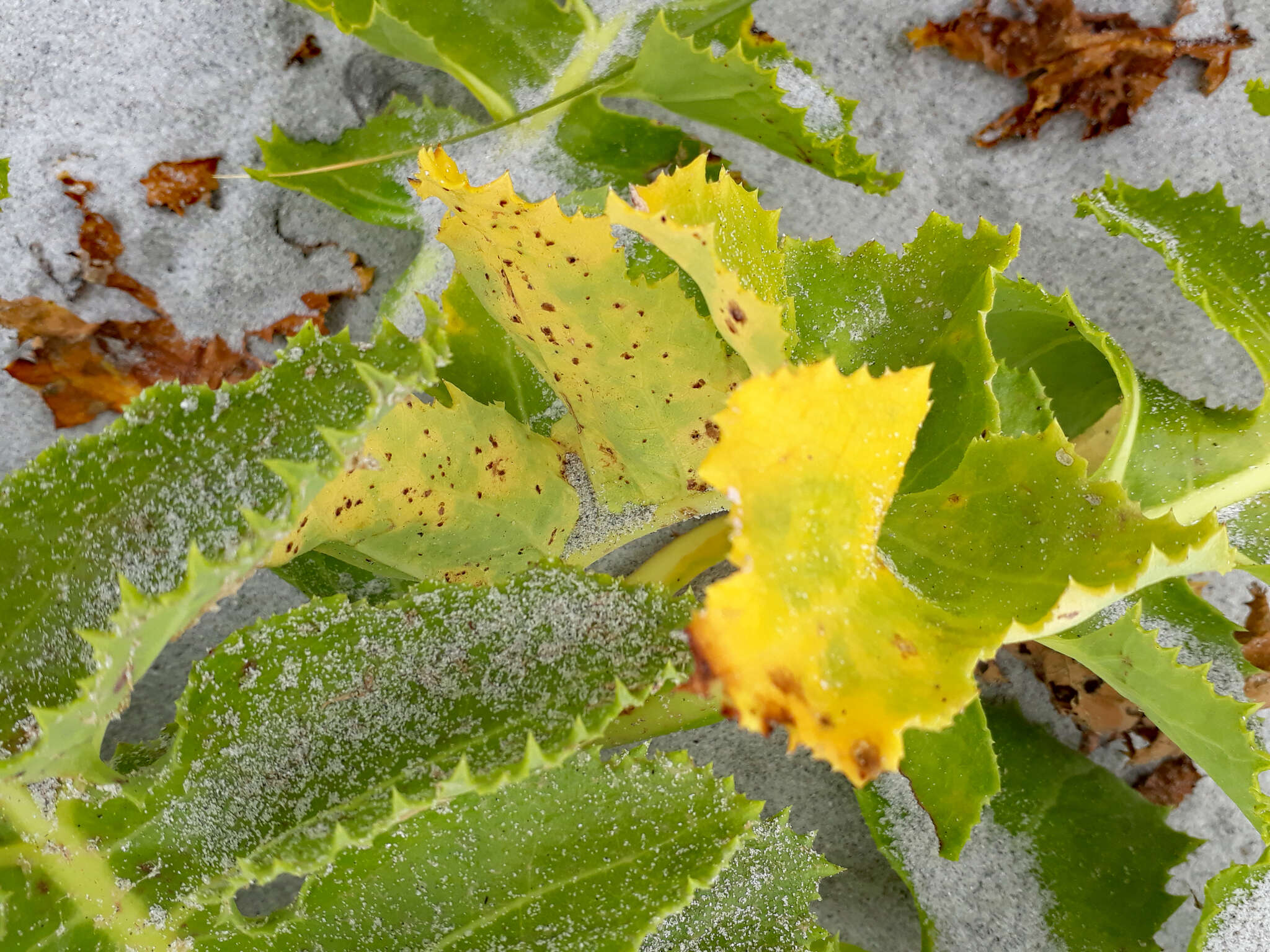 Imagem de Puccinia embergeriae McKenzie & P. R. Johnst. 2004