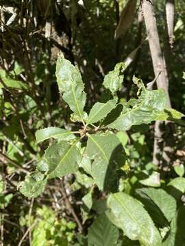 Image of Liothrips (Liothrips) ilex (Moulton 1907)