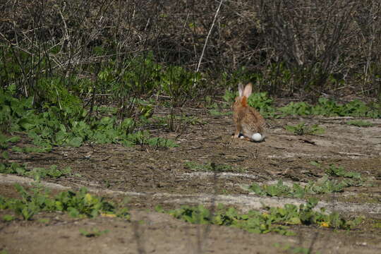 Image of Audubon's Cottontail