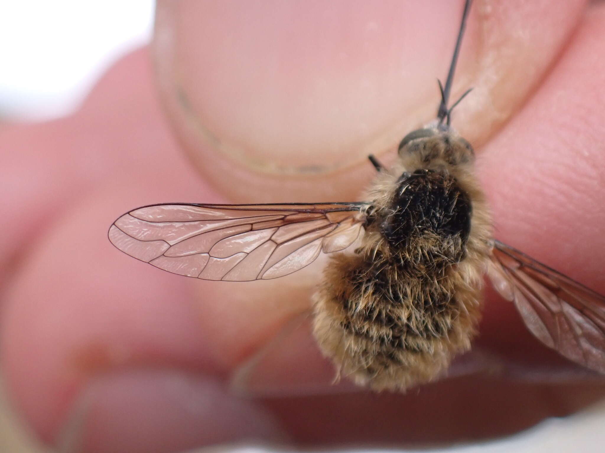 Image of Bombylius venosus Mikan 1796