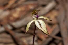 Caladenia atrata D. L. Jones的圖片