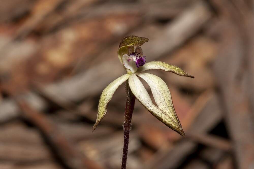 Caladenia atrata D. L. Jones的圖片