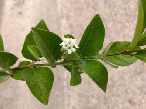 Imagem de Citharexylum berlandieri S. Watson