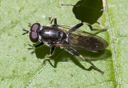 Image of Xylota angustiventris Loew 1866