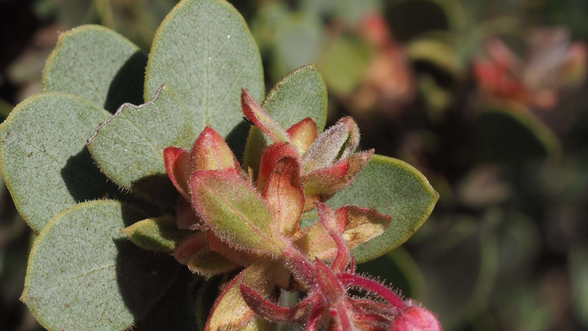 Image of pinkbracted manzanita